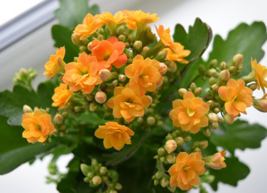 come curare kalanchoe, come coltivare kalanchoe