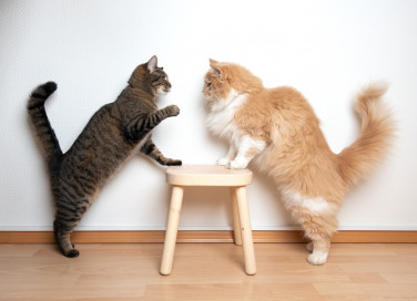 gatti, liti, territorio