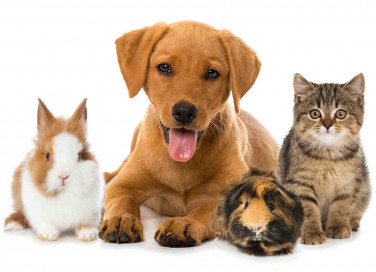 Animali domestici più diffusi nel mondo
