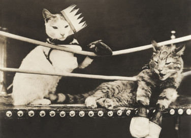 gatti, litigano, sogno