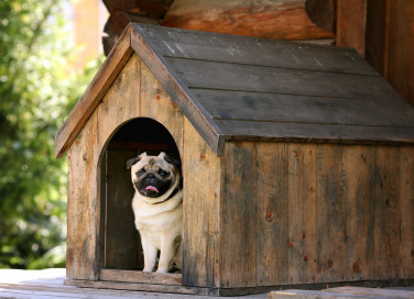 Cucce per cani piccoli