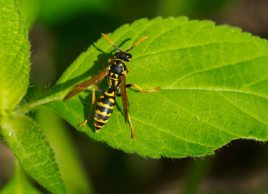 punture, vespa, rimedi