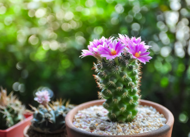 piante grasse nomi, piante grasse foto, piante succulente nomi