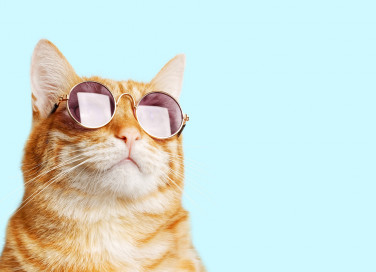 Quante vite hanno i gatti