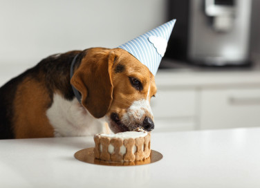 Torta per cani