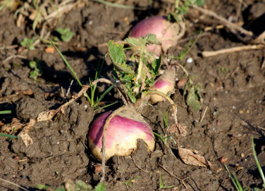 rutabaga, rapa svedese, come si cucina