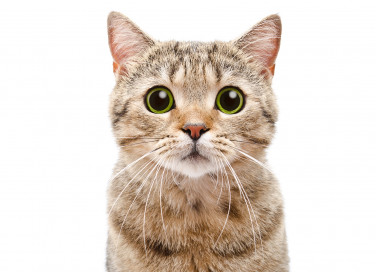 Nomi per gatti maschi