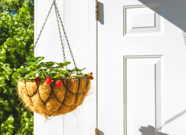 come coltivare fragole sospese, coltivazione fragole sospese