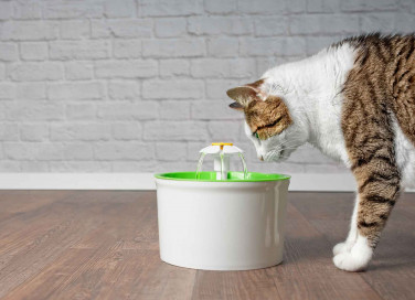Fontanella per gatti