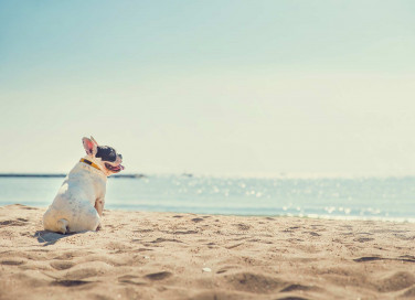 Spiaggia per cani