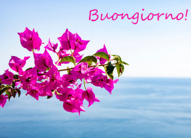 buongiorno con i fiori estivi, buongiorno immagini