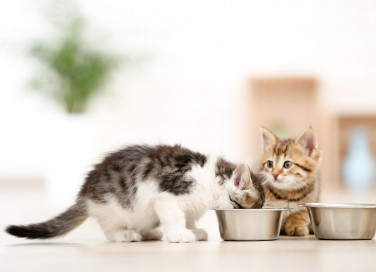 Svezzamento dei gattini