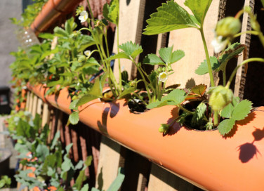 come coltivare fragole tubo orizzontale, come coltivare fragole 