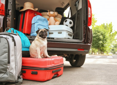cane, vacanza, valigia