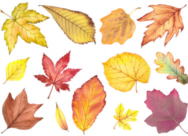 foglie autunnali da stampare, foglie autunno da stampare