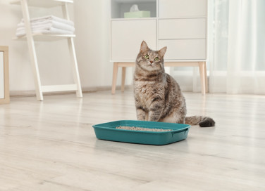 gatto, pipì, lettiera