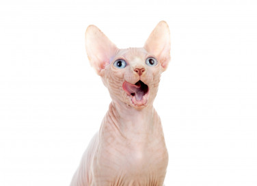 Gatti anallergici
