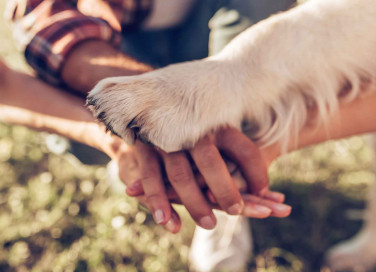 Come pulire le zampe del cane