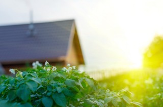 La green economy si tinge di rosa