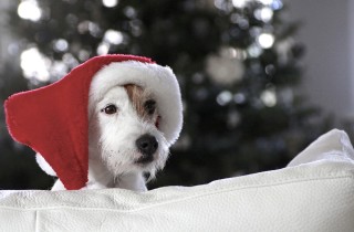 I regali di Natale per Fuffi e Fido