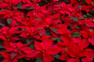 Stella di Natale - Euphorbia Pulcherrima fam Euphorbiaceae
