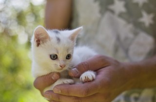 Un gatto in casa: tutto sulle razze feline