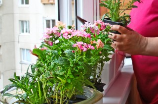 Guarire le piante dopo il gelo