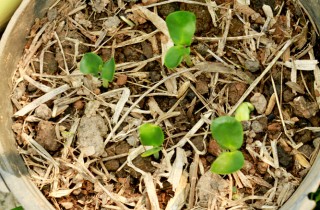 Come risvegliare le piante del tuo giardino