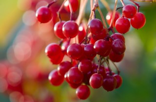 Giardino di mille colori con le bacche