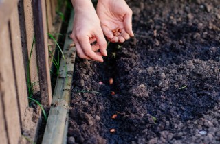 Orto di Primavera, regole e consigli utili