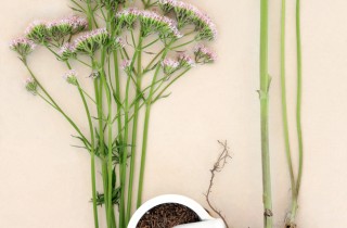 Valeriana, l'erba della salute