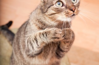 Il linguaggio dei gatti