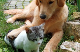 Vero e falso su cani e gatti