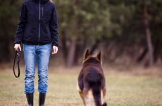 Cani, l'addestramento 'olistico'