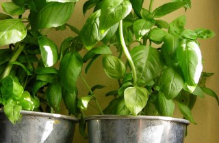 Come coltivare il basilico