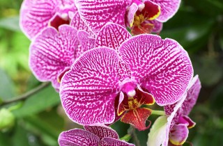 Come coltivare le orchidee in casa