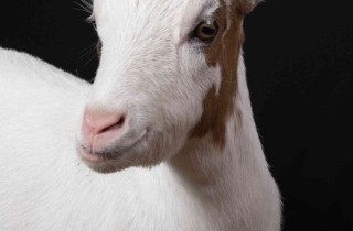 Oroscopo cinese: la capra