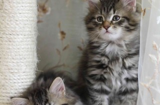 Tiragraffi fai da te semplice: come realizzarlo in casa