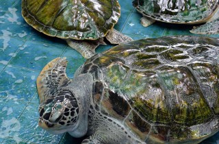 Sognare le tartarughe: cosa vuol dire?