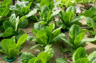 Coltivare indoor: guida agli strumenti e alle tecniche