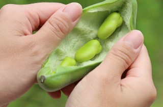 Come coltivare le fave