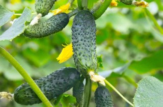 Come coltivare i cetrioli nell’orto