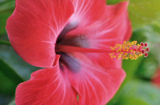 Ibisco, i consigli per coltivare la pianta in casa