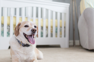 Come tenere pulita la propria casa in presenza di animali e neonati