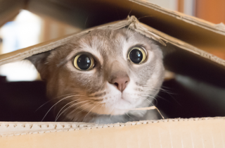 I giochi fai da te per il tuo gatto