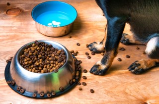 Come pulire e igienizzare le ciotole di cane e gatto in maniera naturale