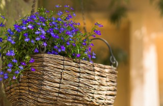 5 fiori primaverili da piantare a maggio sul balcone