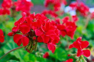 Fiori da balcone estivi: i magnifici 5 da piantare con la bella stagione