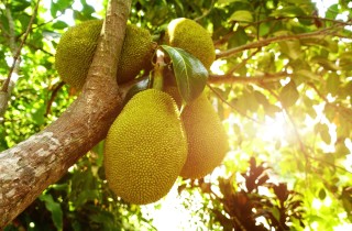 Jackfruit, sapore e proprietà del frutto esotico indiano
