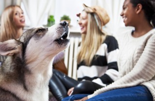Che fare se il cane del vicino abbaia